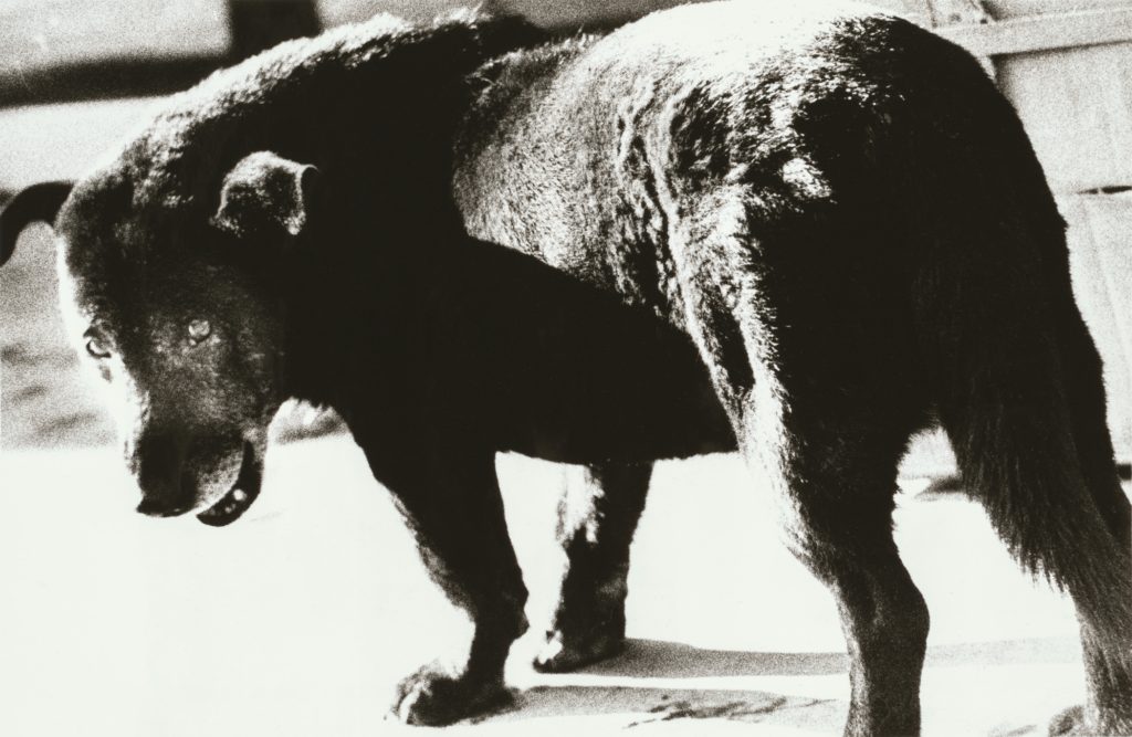 Daido Moriyama. Stray Dog, Misawa.