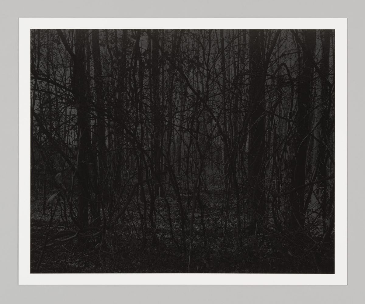 Dawoud Bey. Night Coming Tenderly, Black.