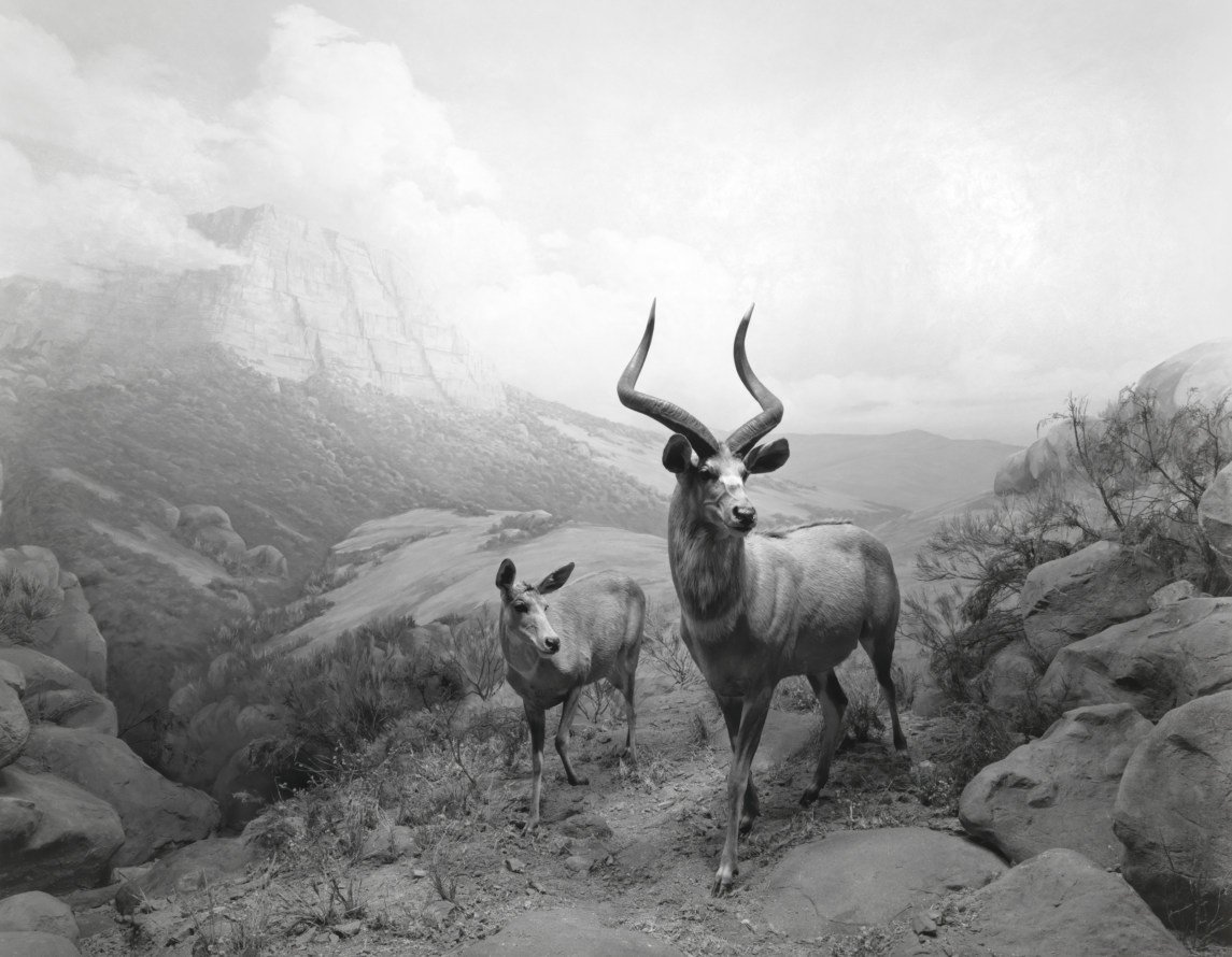 杉本博司「Dioramas」：博物館の生息環境ジオラマの白黒写真。描かれた風景の前に剥製の動物