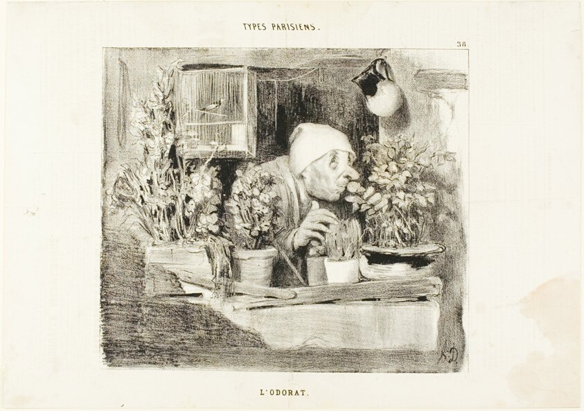 Honoré Daumier, L'Odorat trong loạt Types Parisiens: tranh in đá người đàn ông cúi ngửi chậu hoa bên cửa sổ