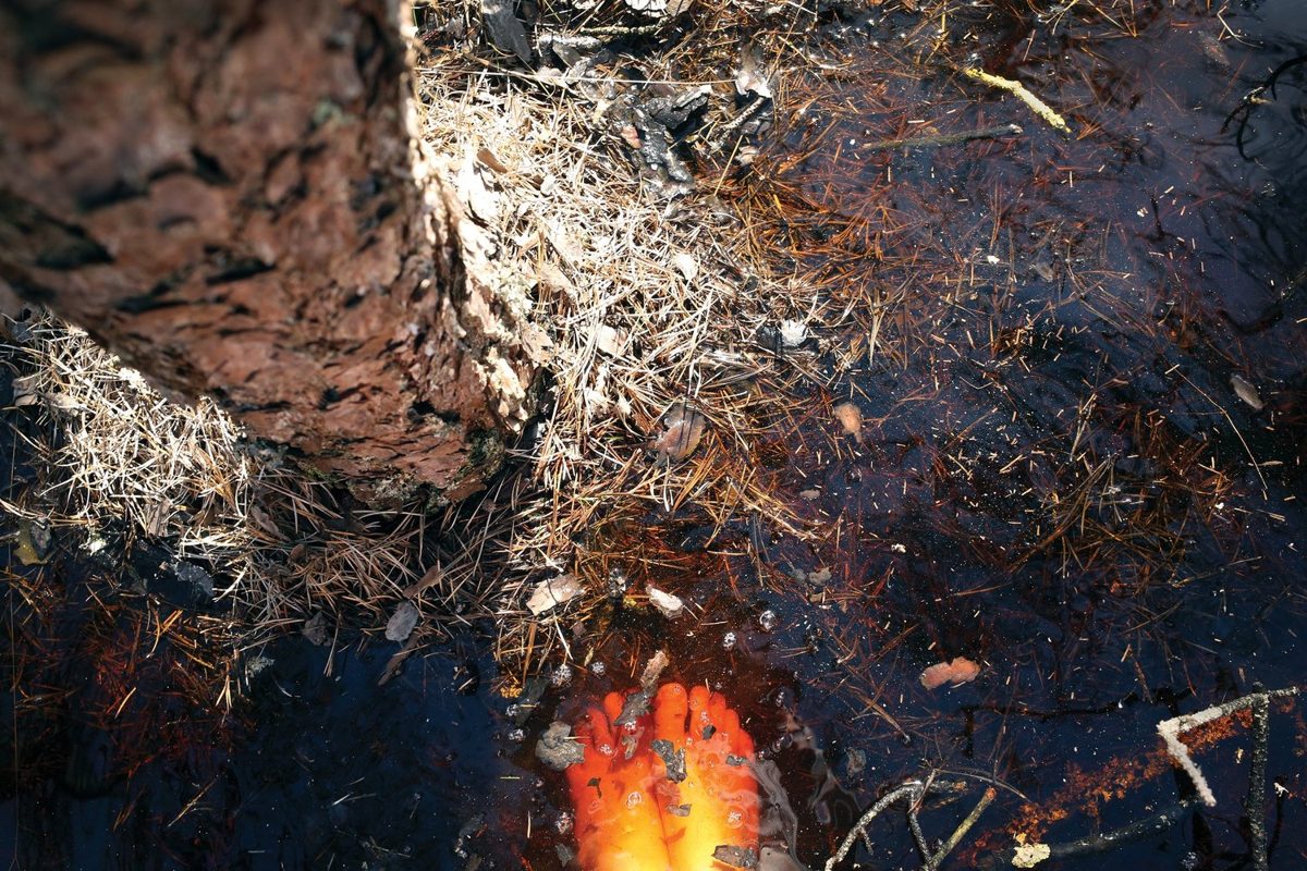 Irina Adam. Pitch Pine Pollen: A Transforming Forest.