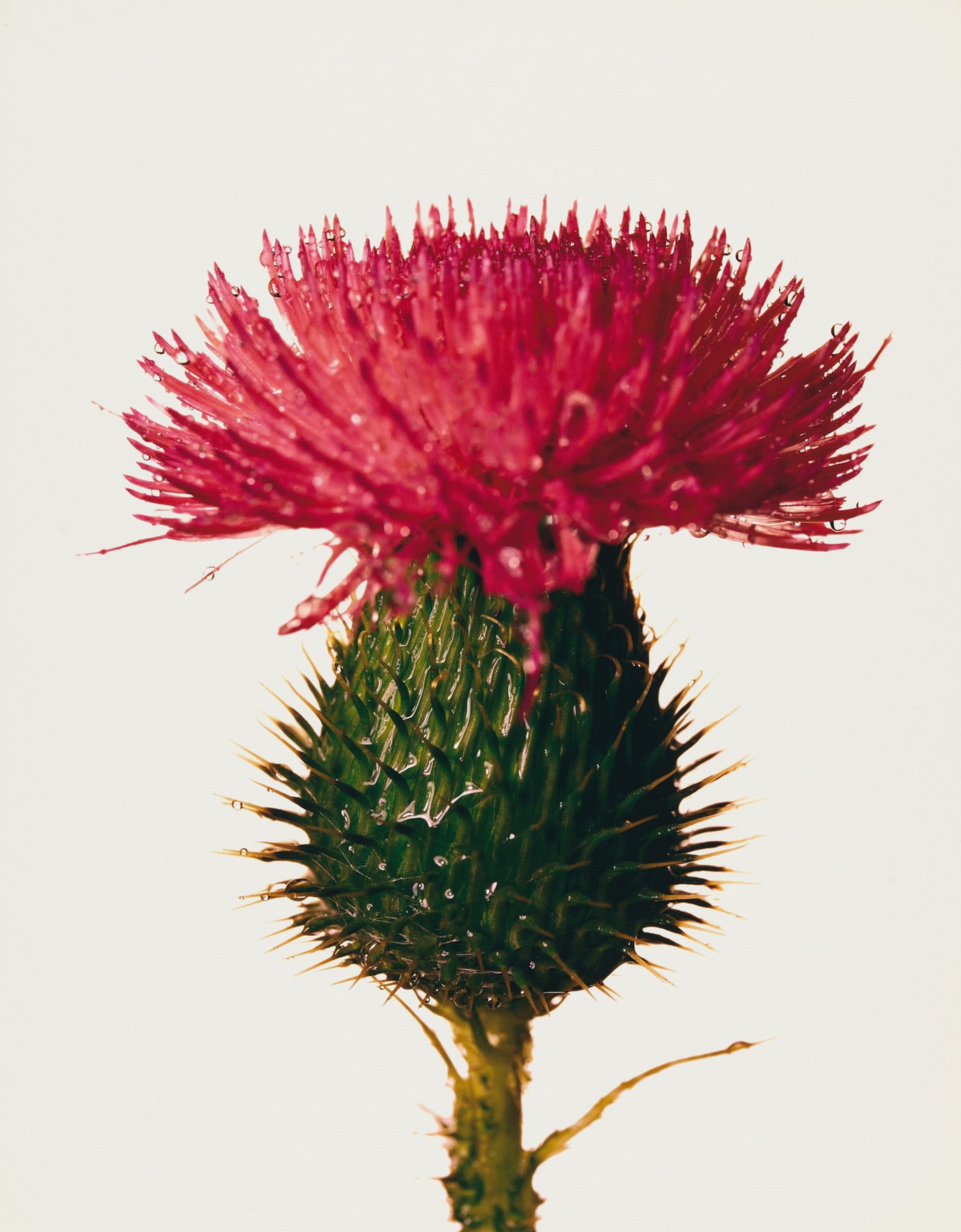 Irving Penn, Flowers: một bông hoa tách riêng trên nền trơn trung tính, cánh mở rộng