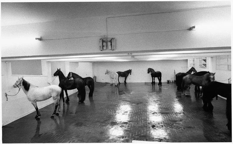 ヤニス・クネリス「Untitled (12 Horses)」：ローマ、ラッティコのガレージ空間の壁沿いにつながれた生きた馬十二頭
