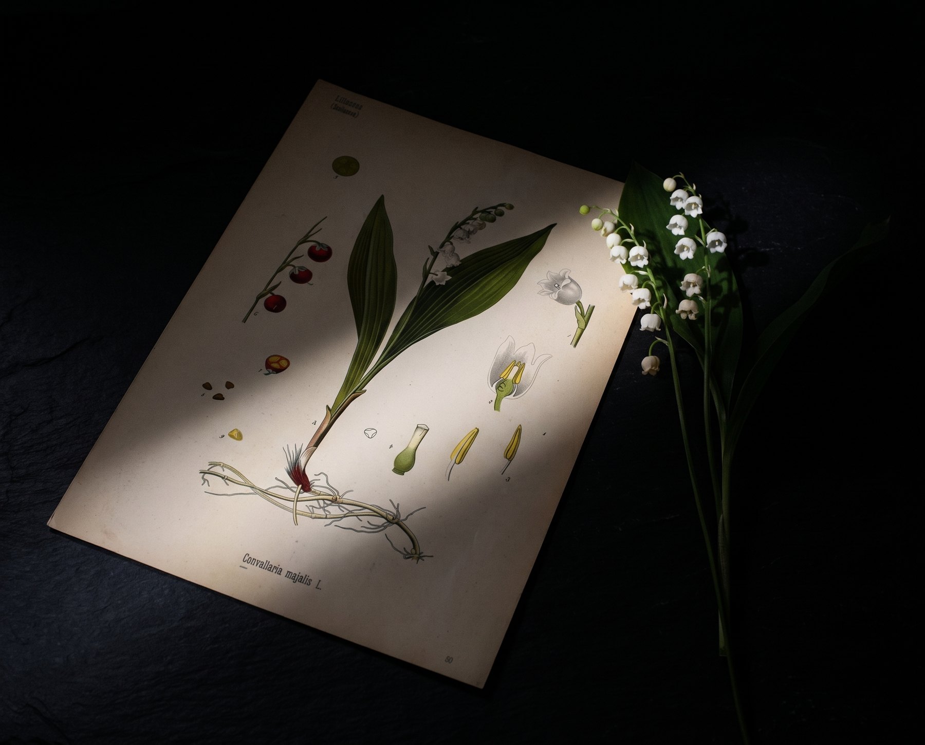 スズラン（Convallaria majalis）の植物画。白い鐘形の花が一列に並ぶ