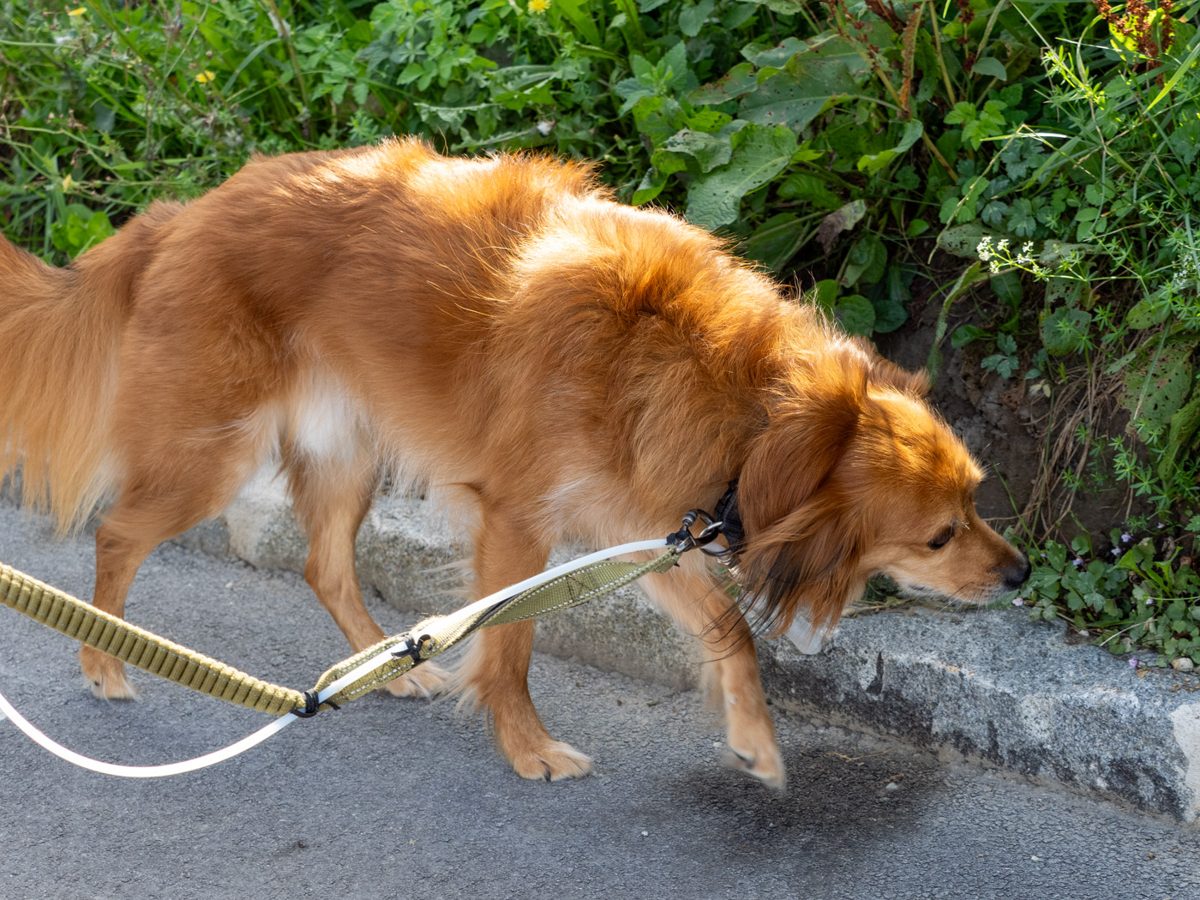 Maki Ueda. Dog's Nose (Ars Electronica Version).
