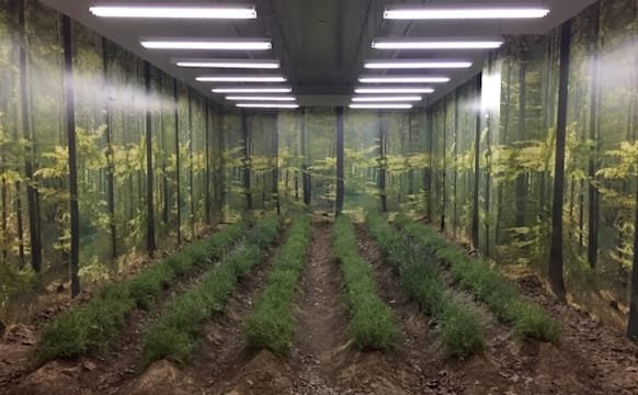 Martin Roth, In May 2017 I cultivated a piece of land in Midtown Manhattan nurtured by tweets: sáu hàng oải hương dưới đèn trồng cây trong tầng hầm