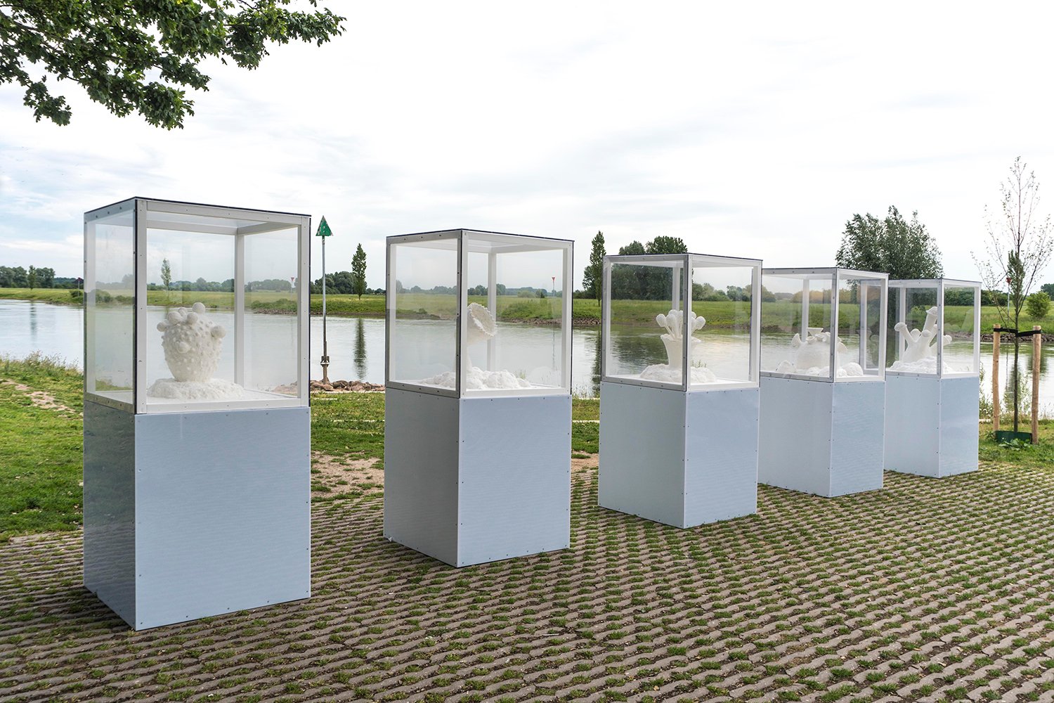 Peter de Cupere, Salt Flowers: những bông hoa trắng lấp lánh như kết từ hạt muối, trưng bày tại IJssel Biennale