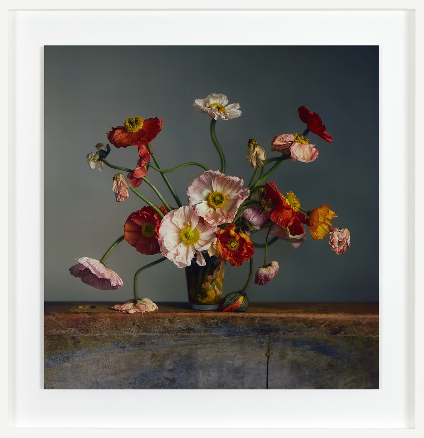 リチャード・リーロイド「Nature Morte」。カメラ・オブスクラで撮られた切り花。暗い地に深い色と鋭い細部
