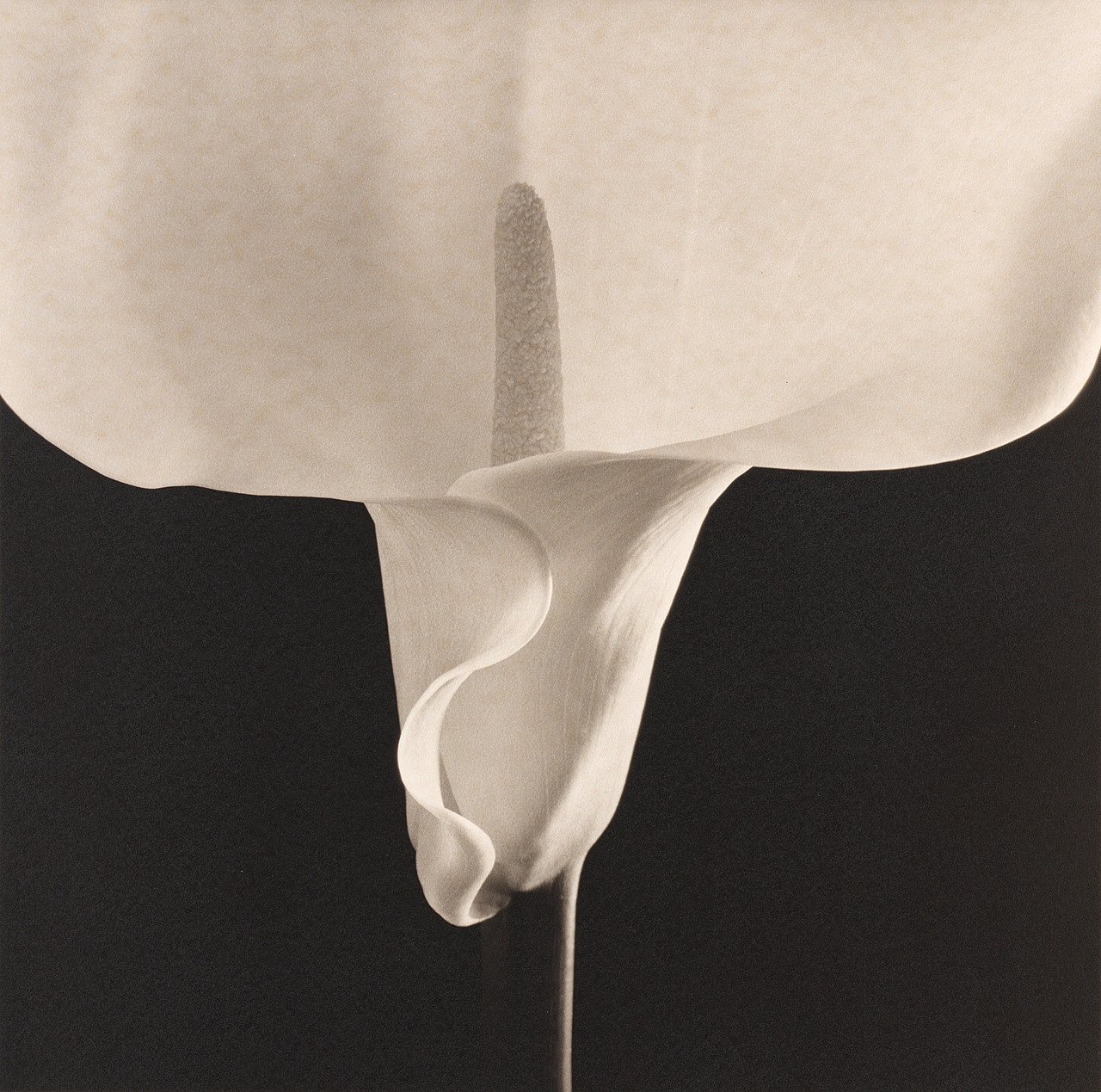 Robert Mapplethorpe, Calla Lily: một bông hoa rum đơn lẻ trên nền trơn, ảnh đen trắng bạc gelatin