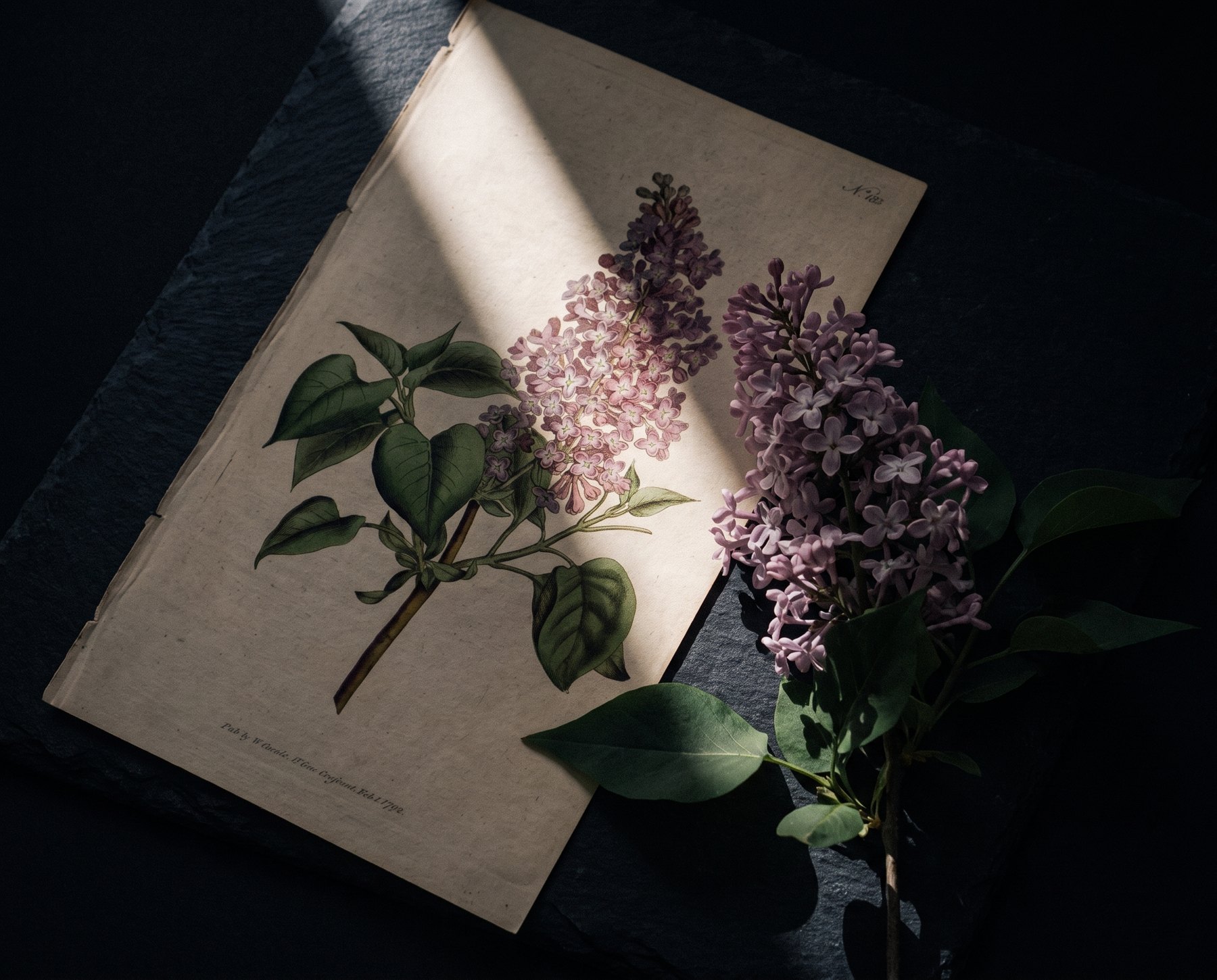 淡い紫の花房をつけたライラック（Syringa vulgaris）の植物画